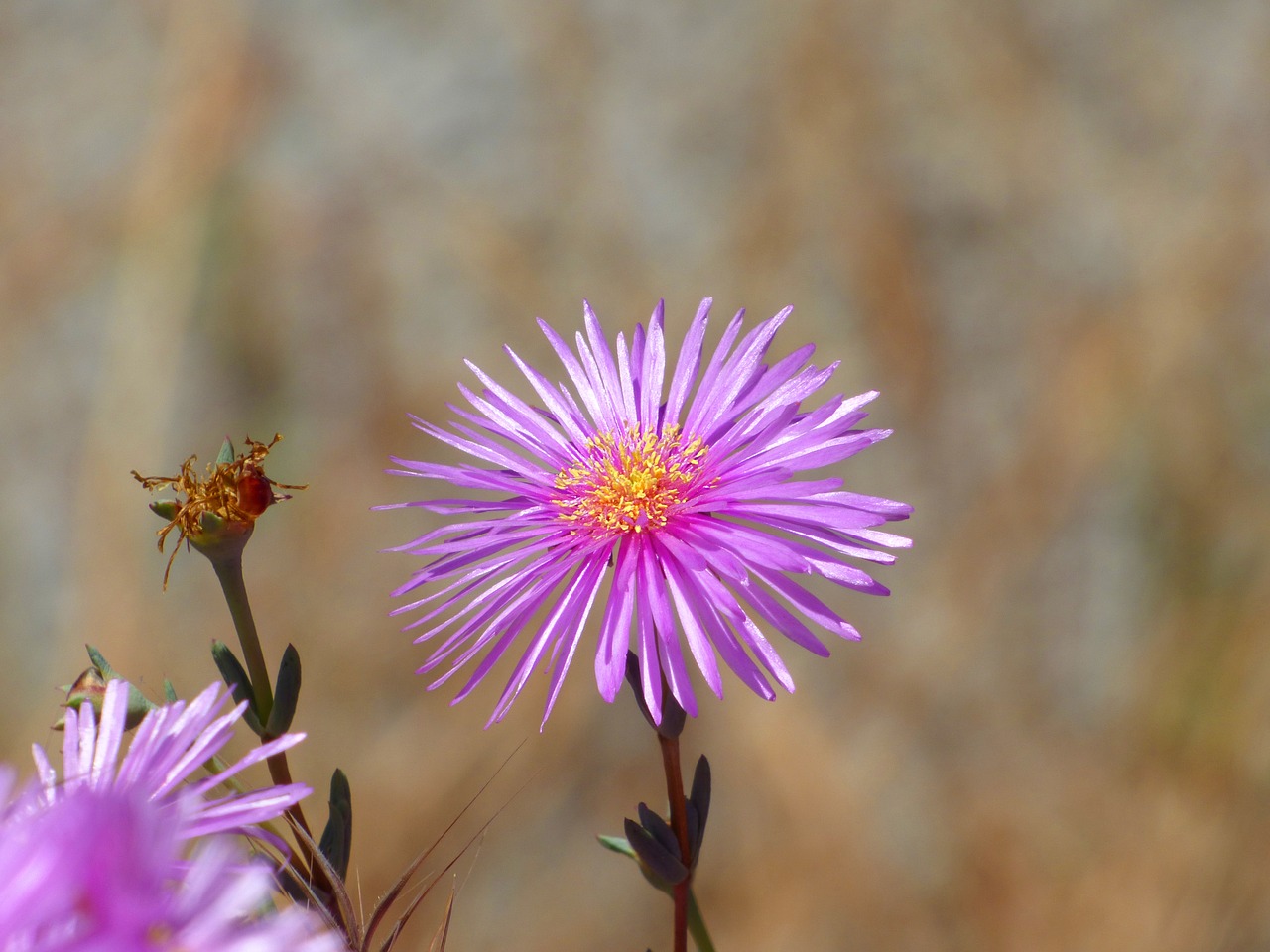 flower pink flower nectar free photo