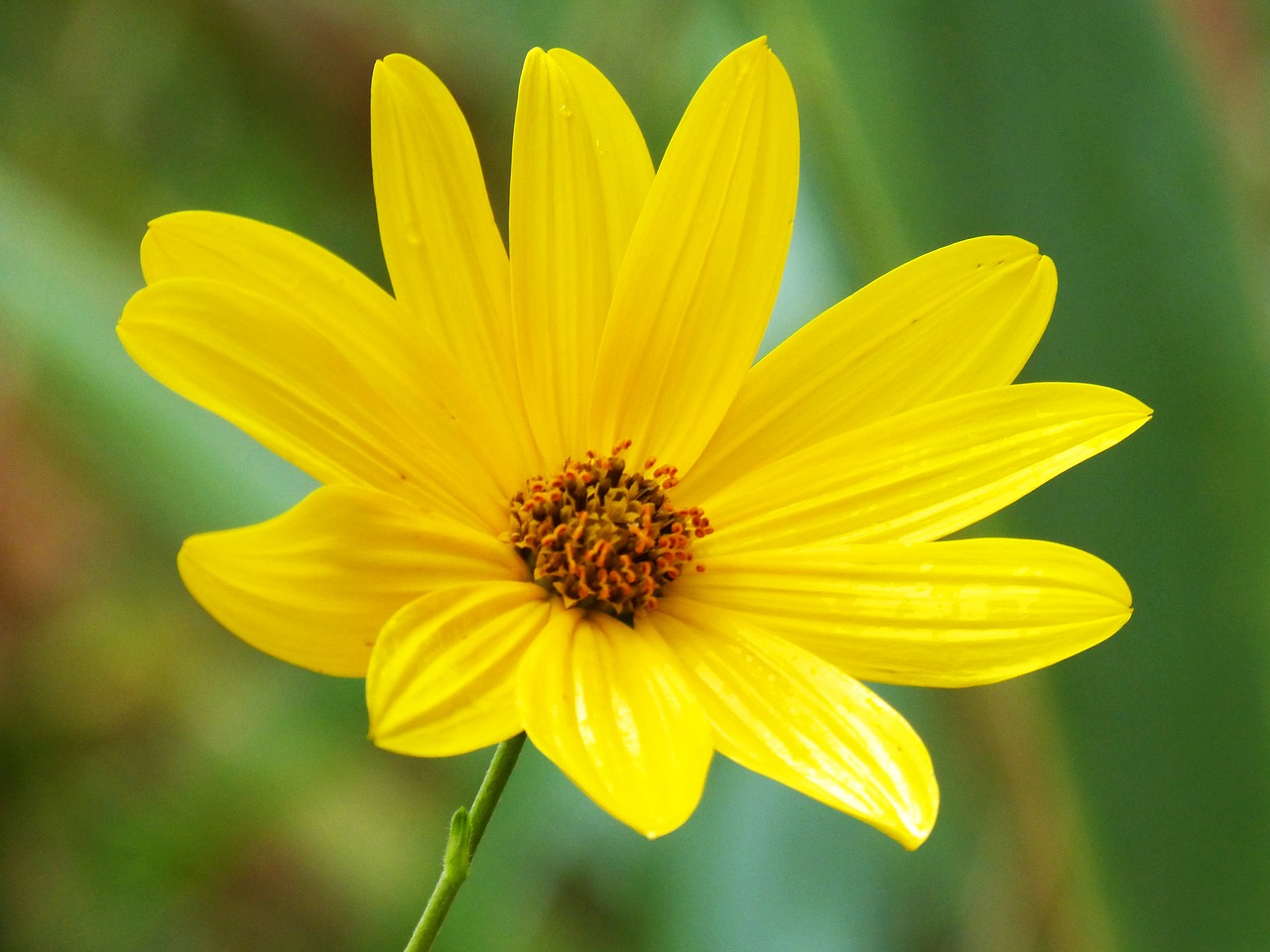 flower yellow flower yellow free photo