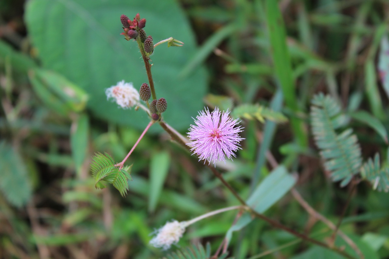 flower wild nature free photo