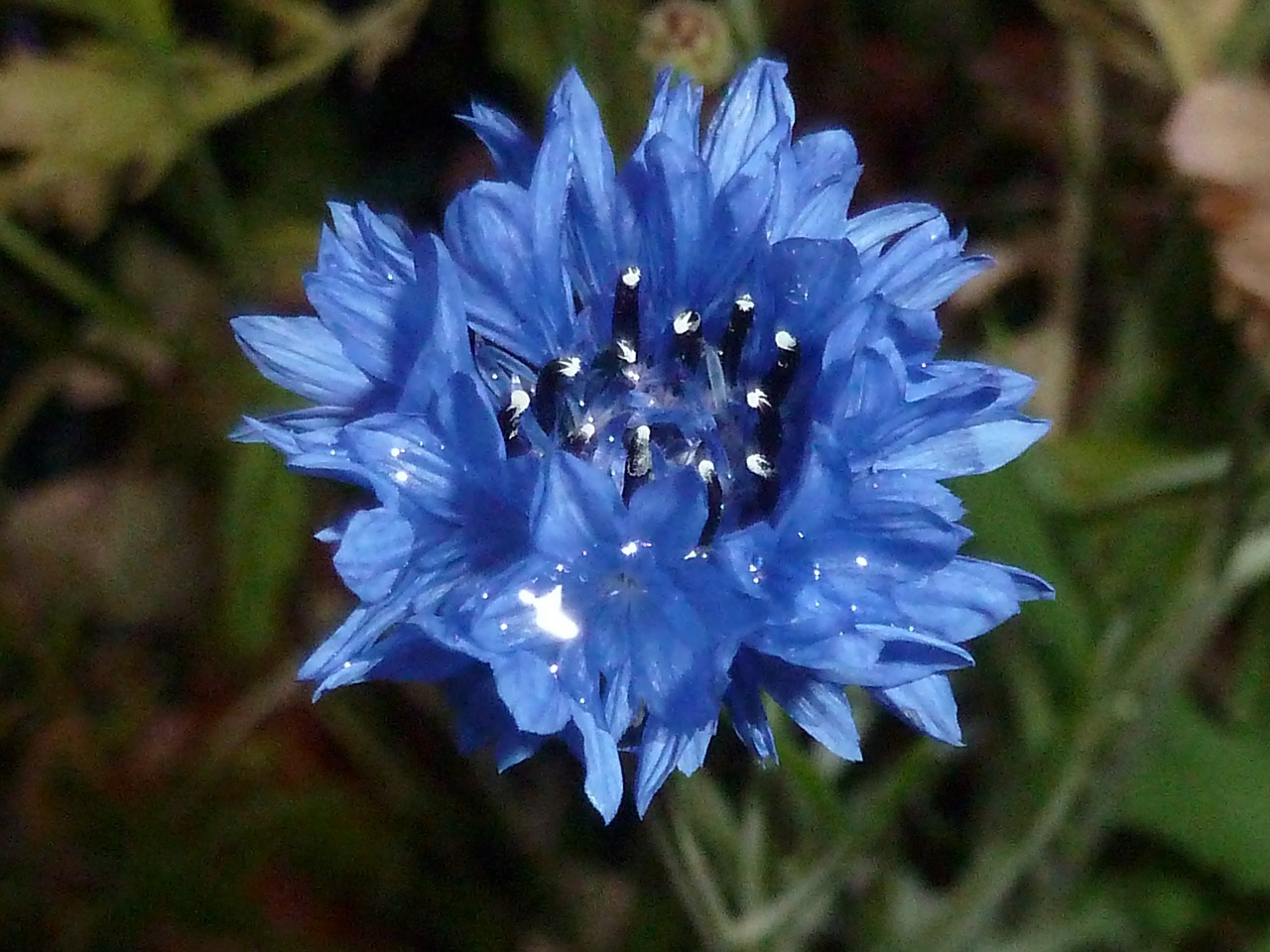 flower blue plant free photo