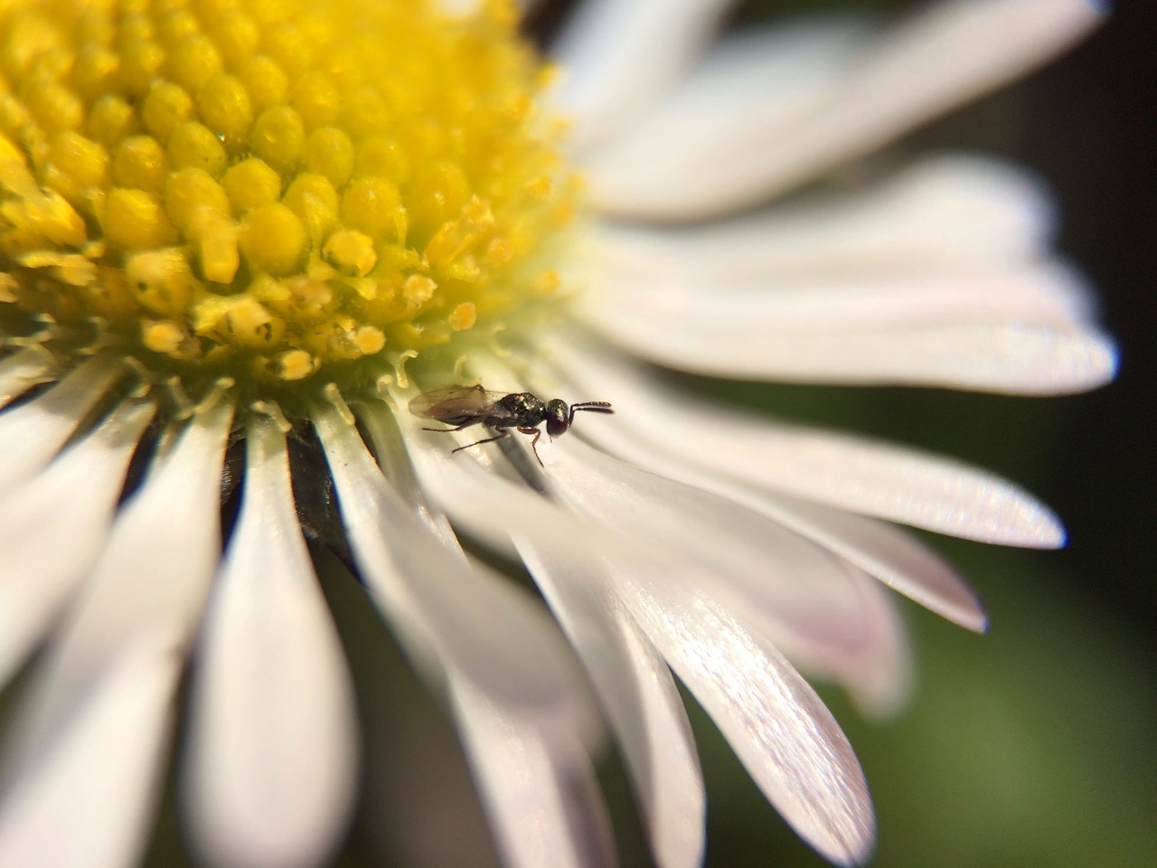 flower nature garden free photo