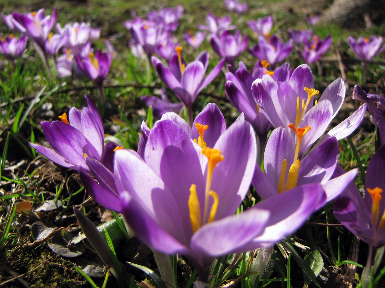 crocus saffron flower free photo