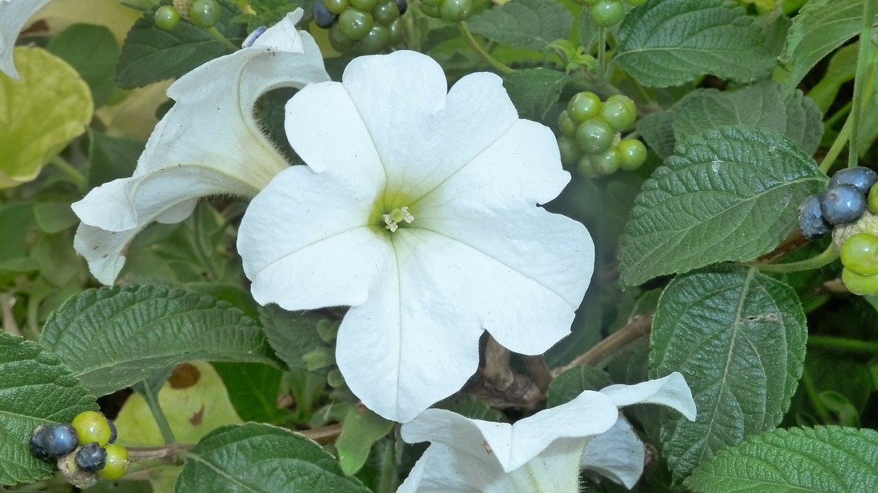 flower white nature free photo