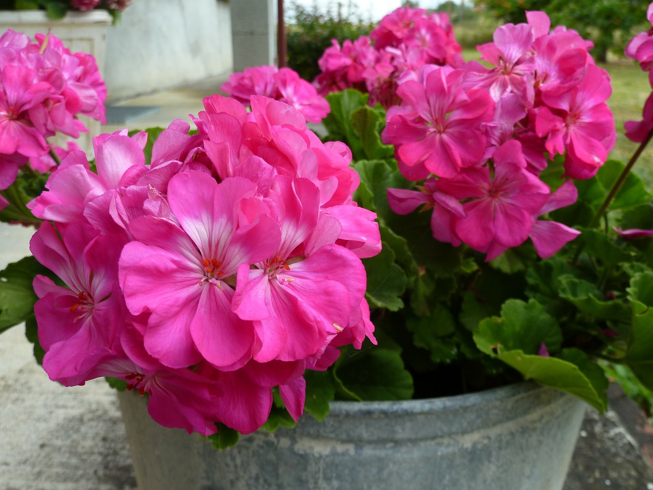 flower lilac pink free photo