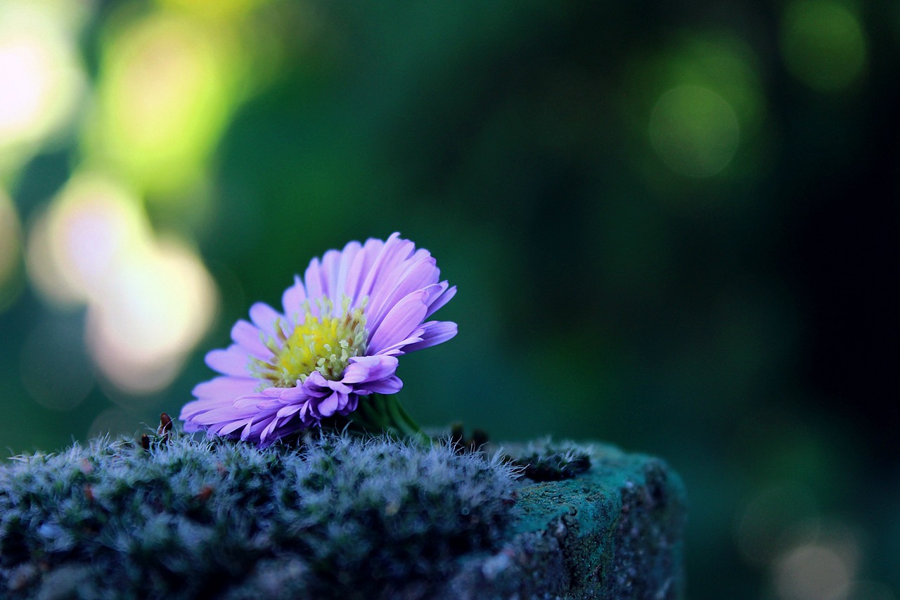 flower lonely alone free photo