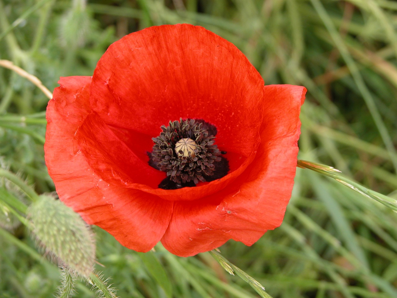 flower poppy nature free photo