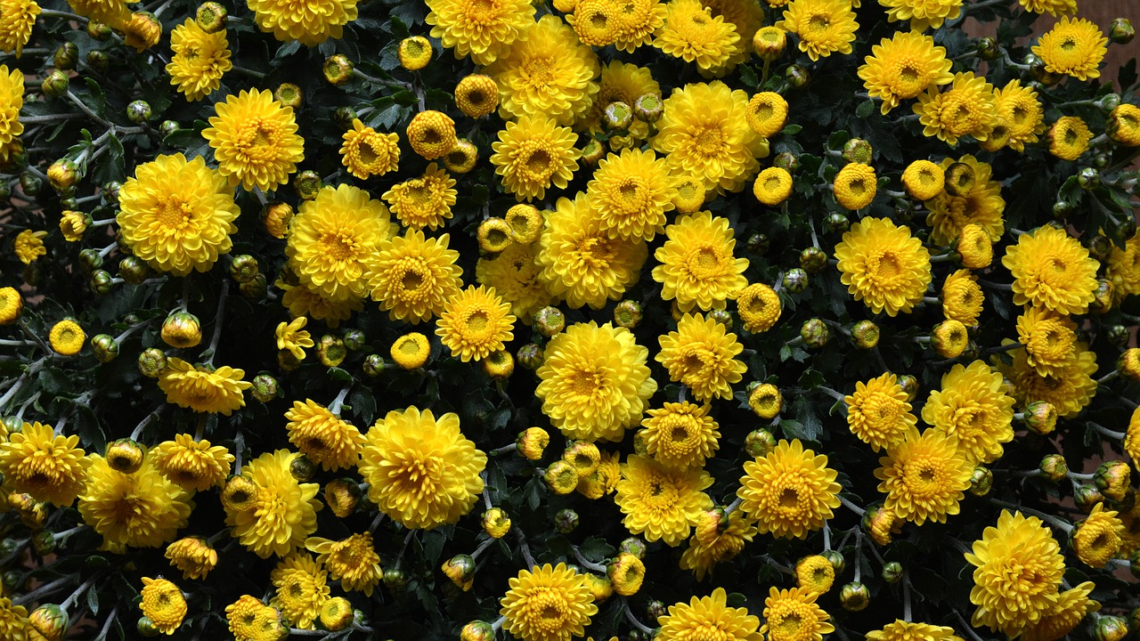 flower chrysanthemum autumn free photo