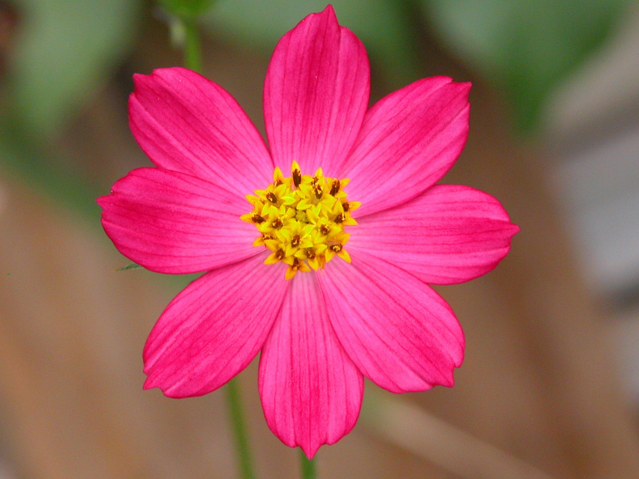 flower fuscia nature free photo