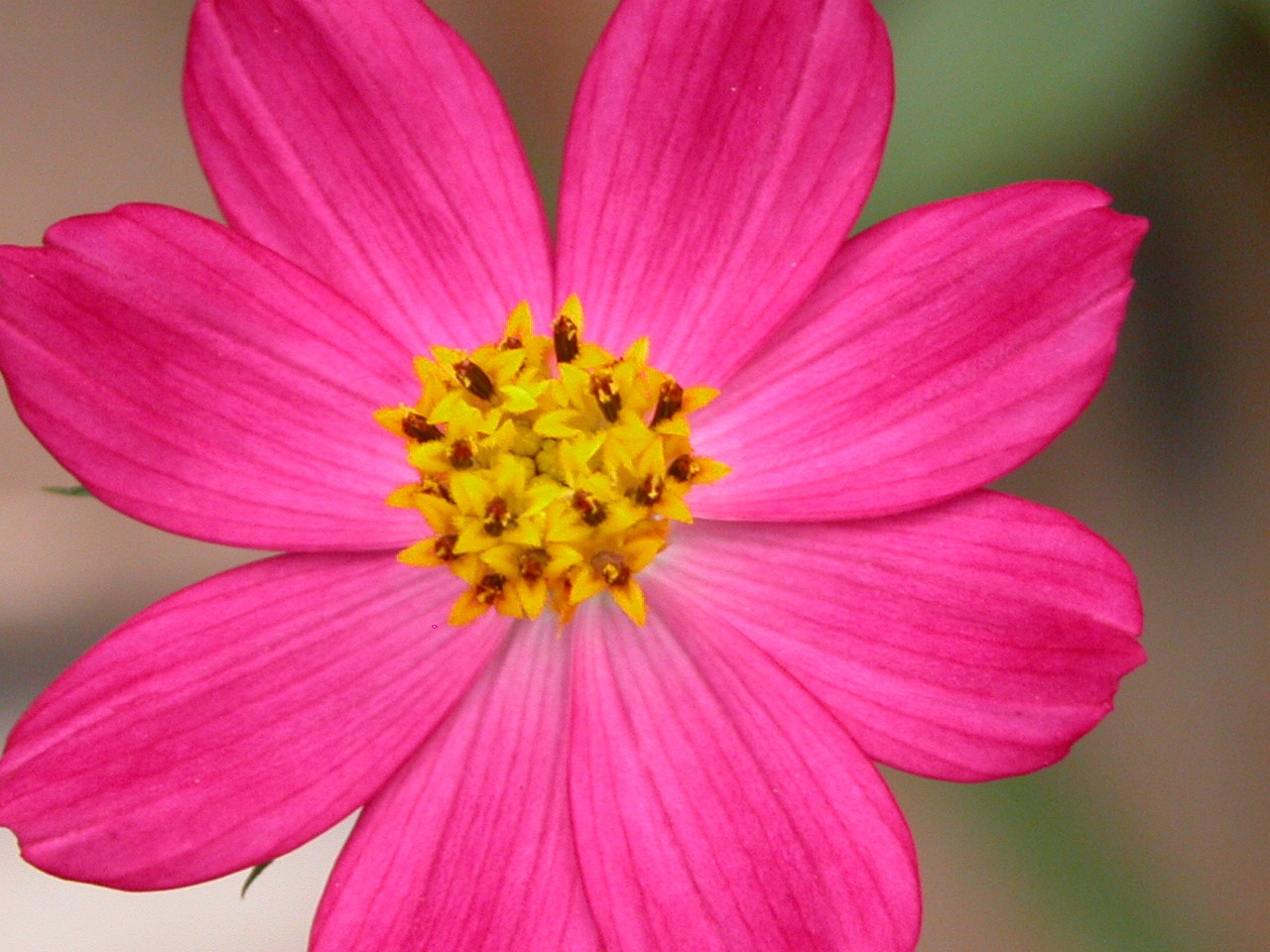 flower fuscia nature free photo