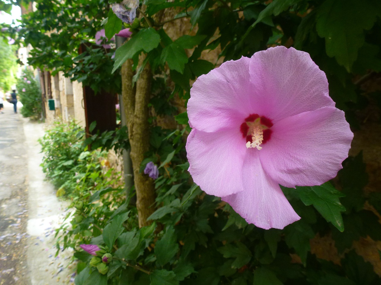 flower pink nature free photo