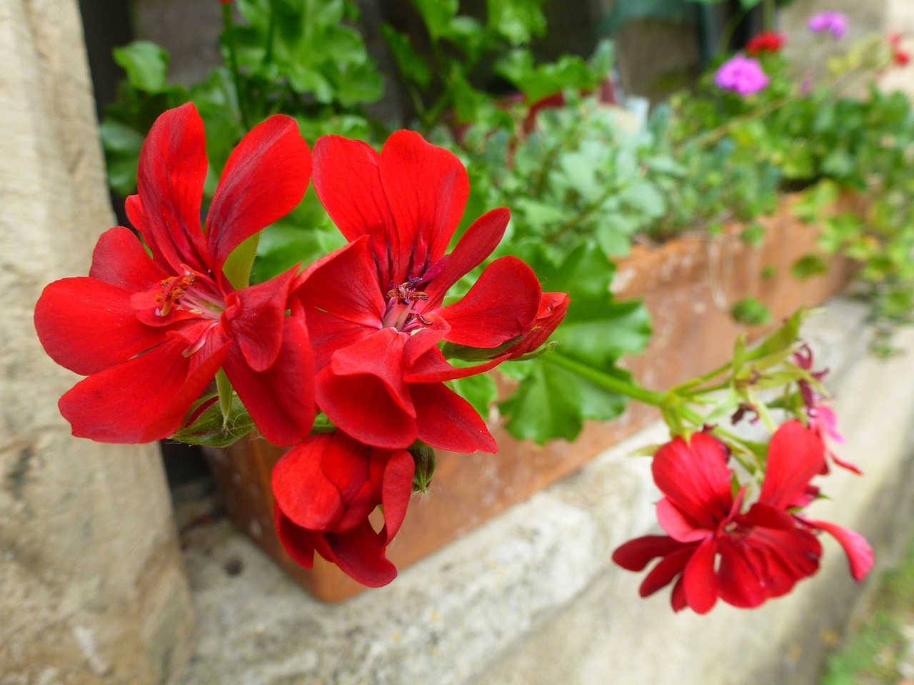 flower red jardiniere free photo