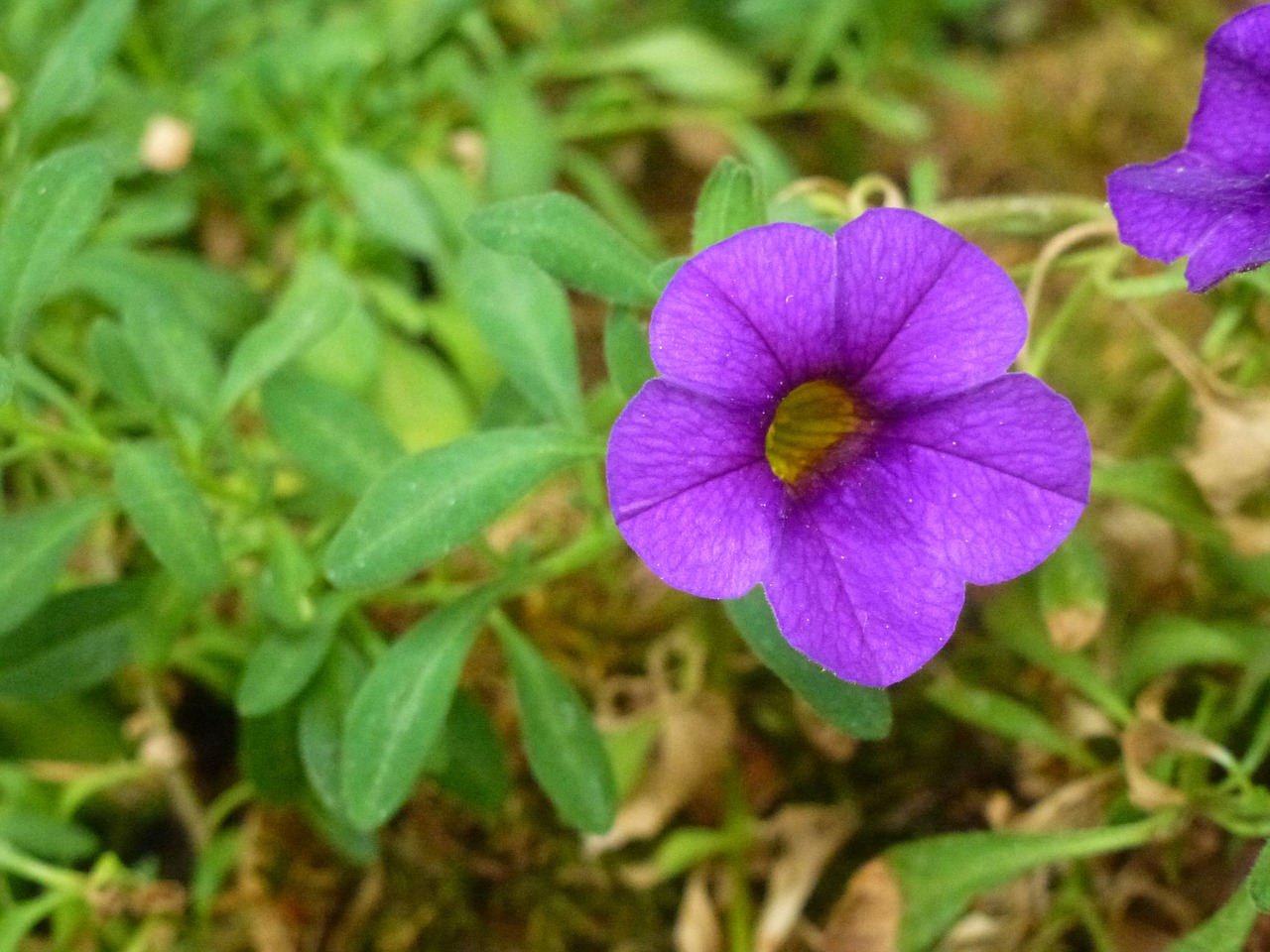 flower violet purpeul free photo