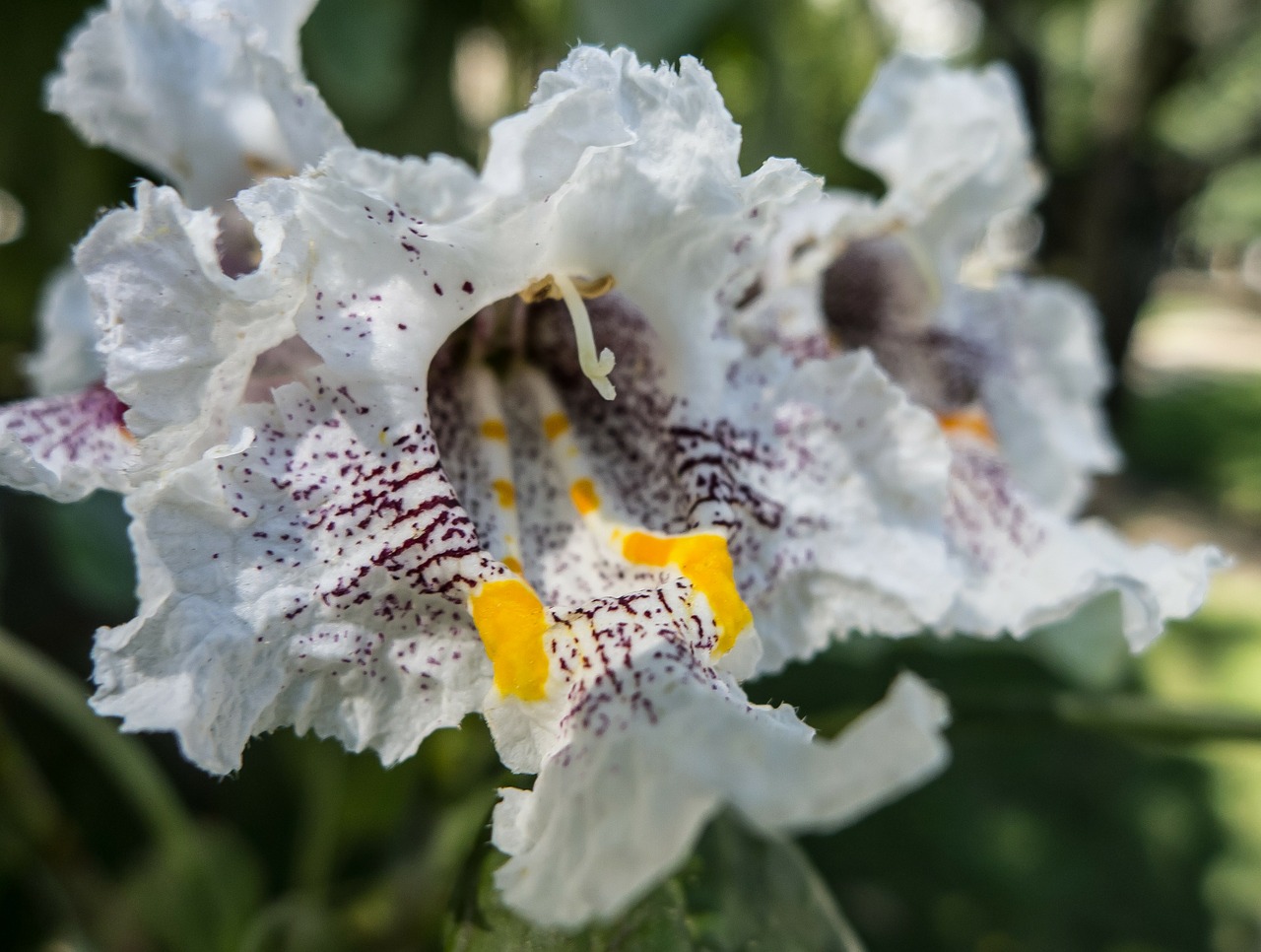 flower orchid white free photo