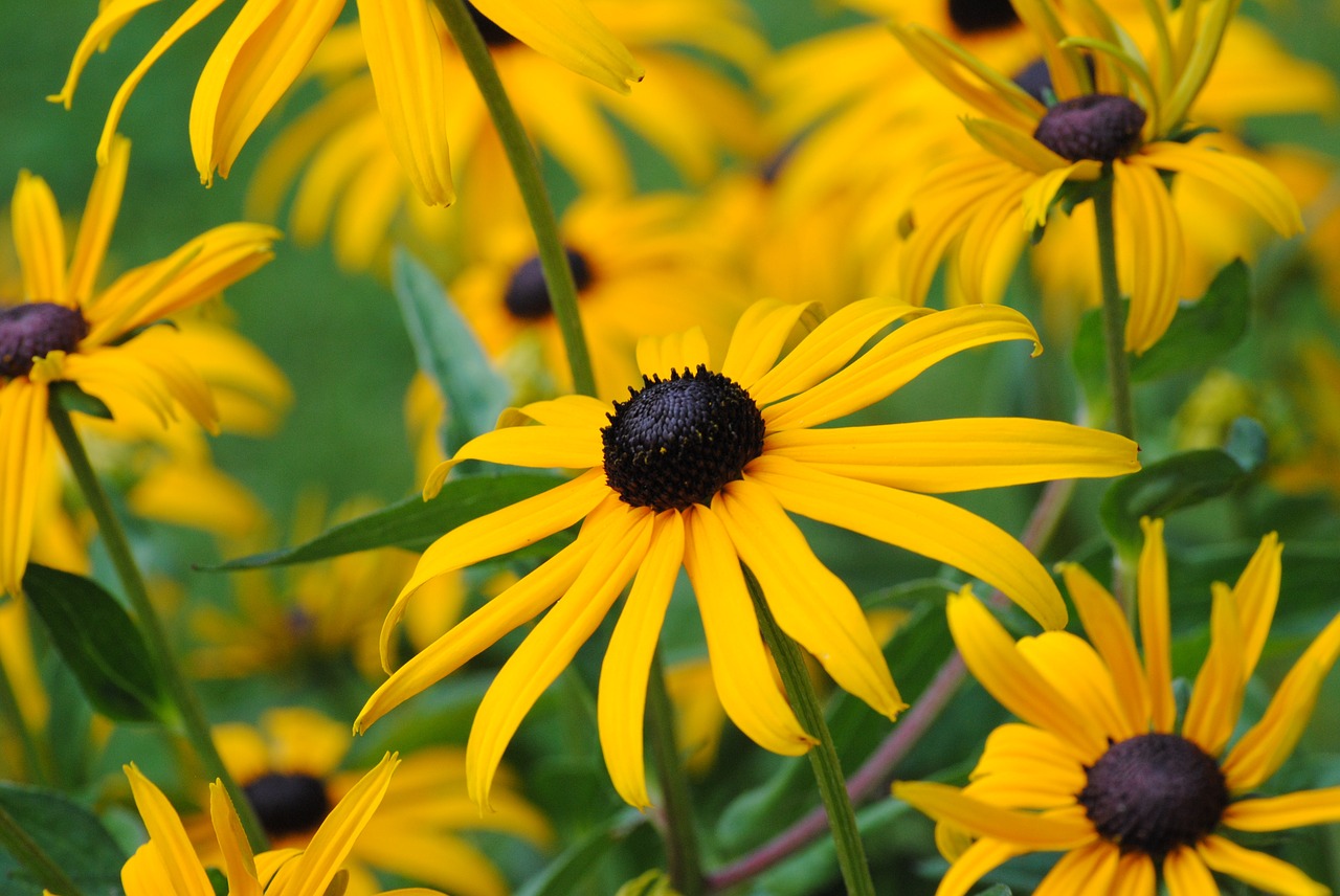 flower yellow nature free photo