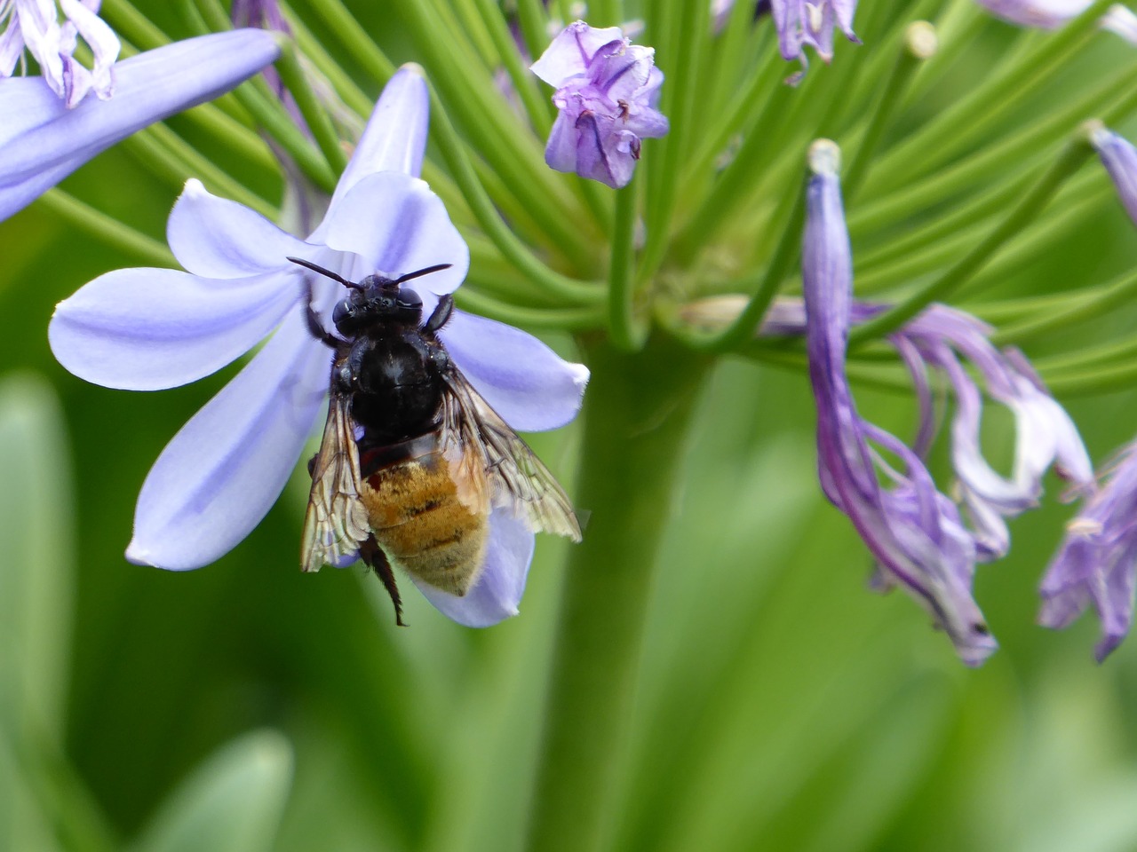 flower blue insect free photo