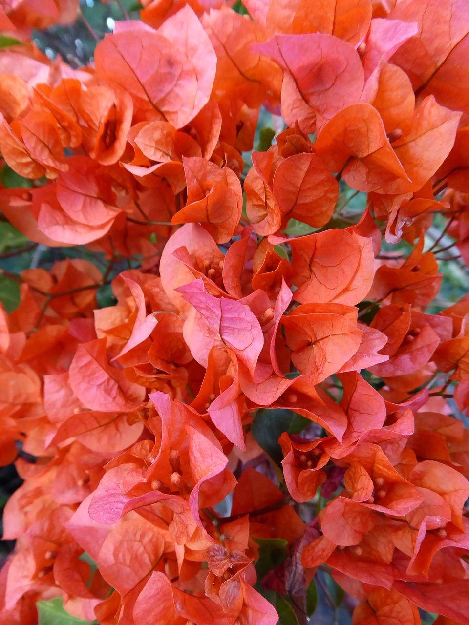 flower red leaf free photo