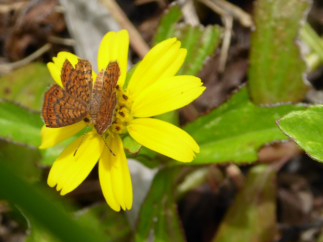 flower yellow butterfly free photo