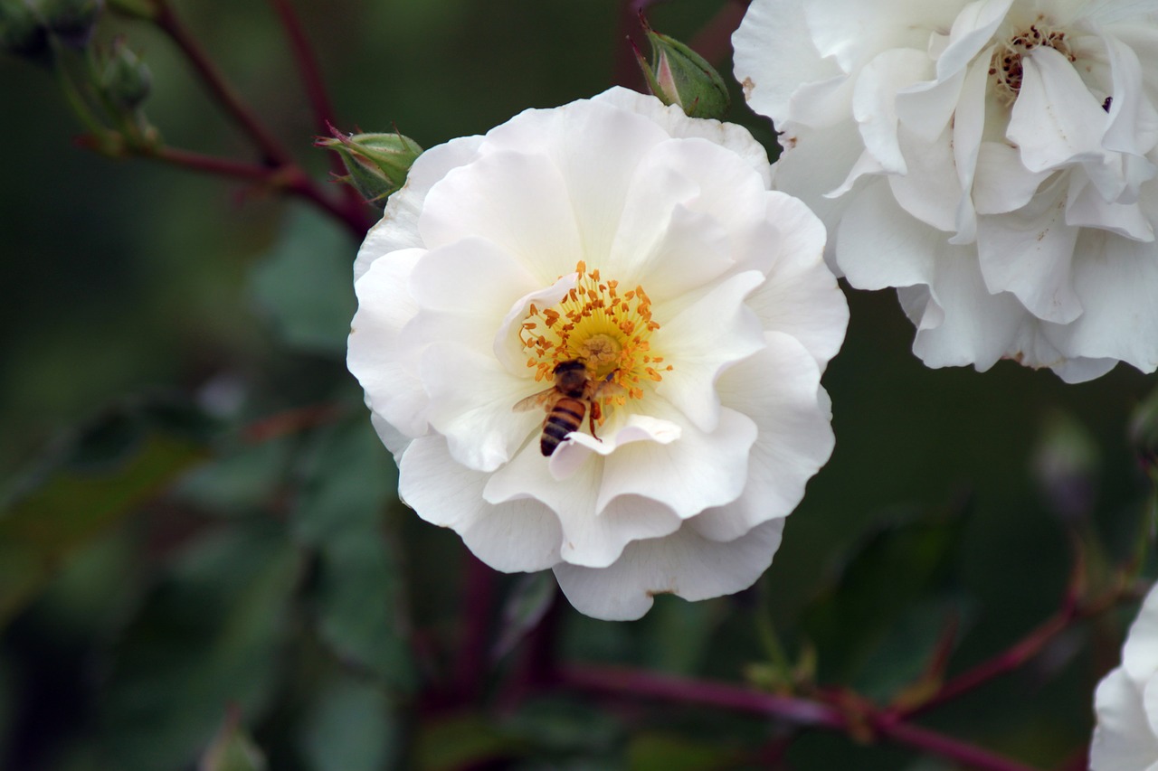 flower bee fly free photo