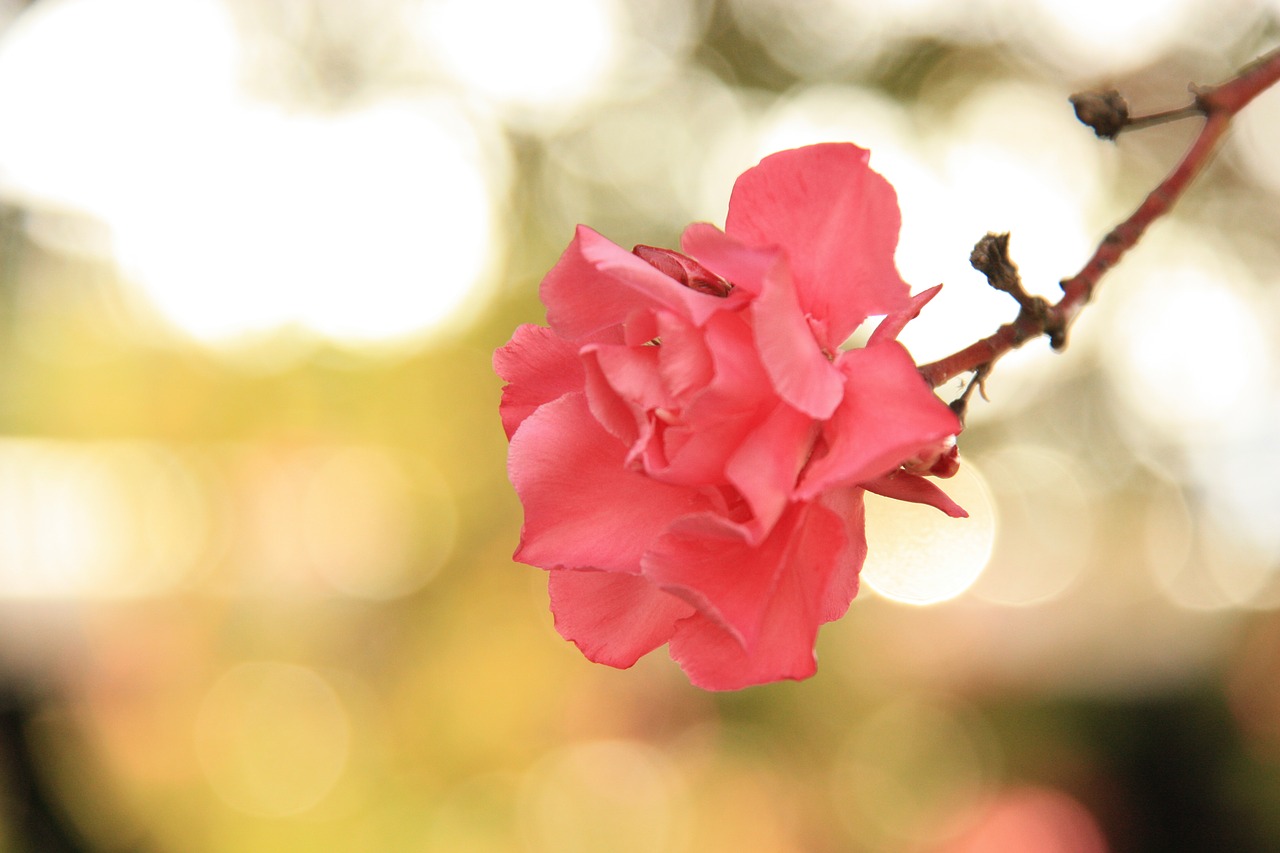 flower pink nature free photo