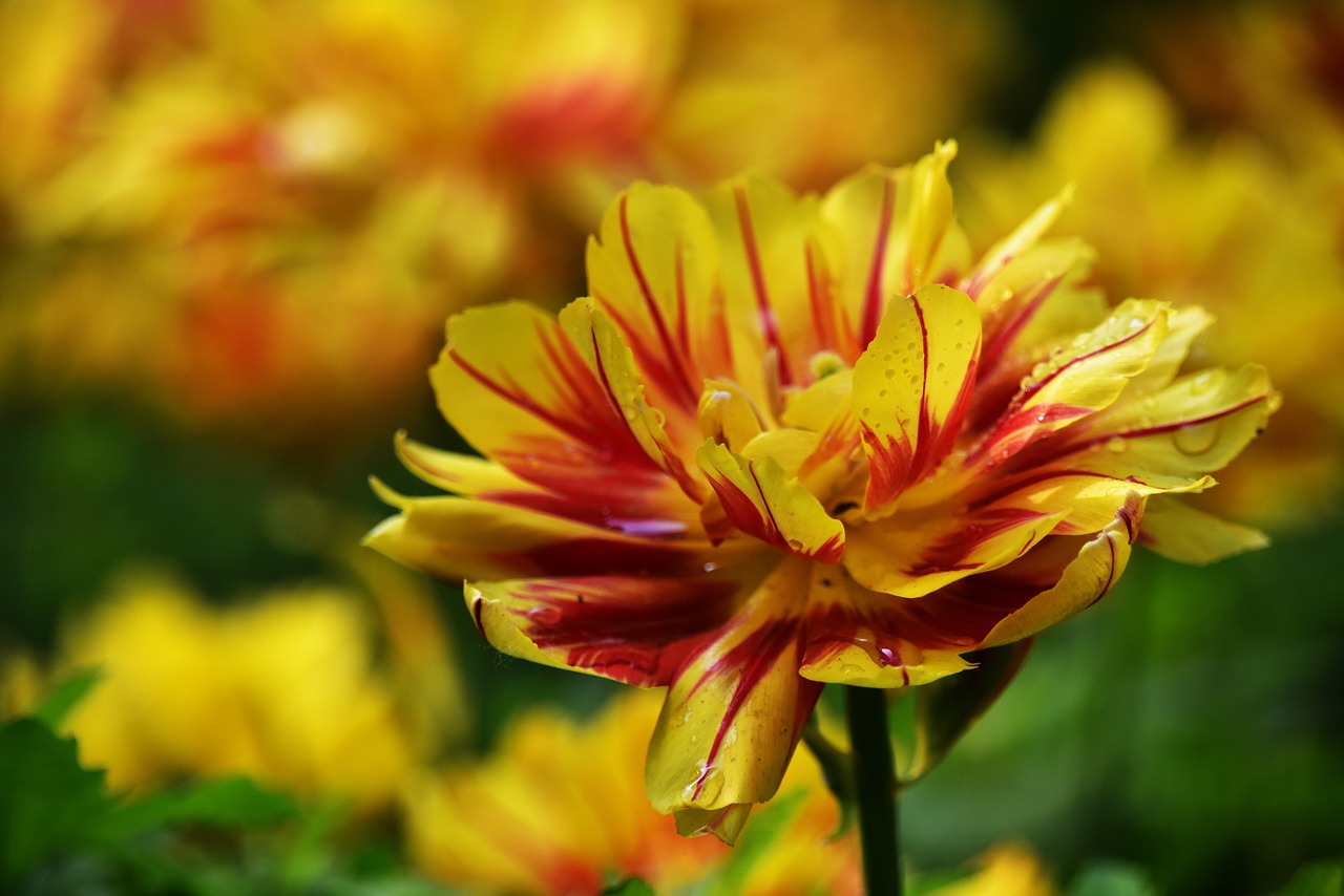 flower dew plant free photo