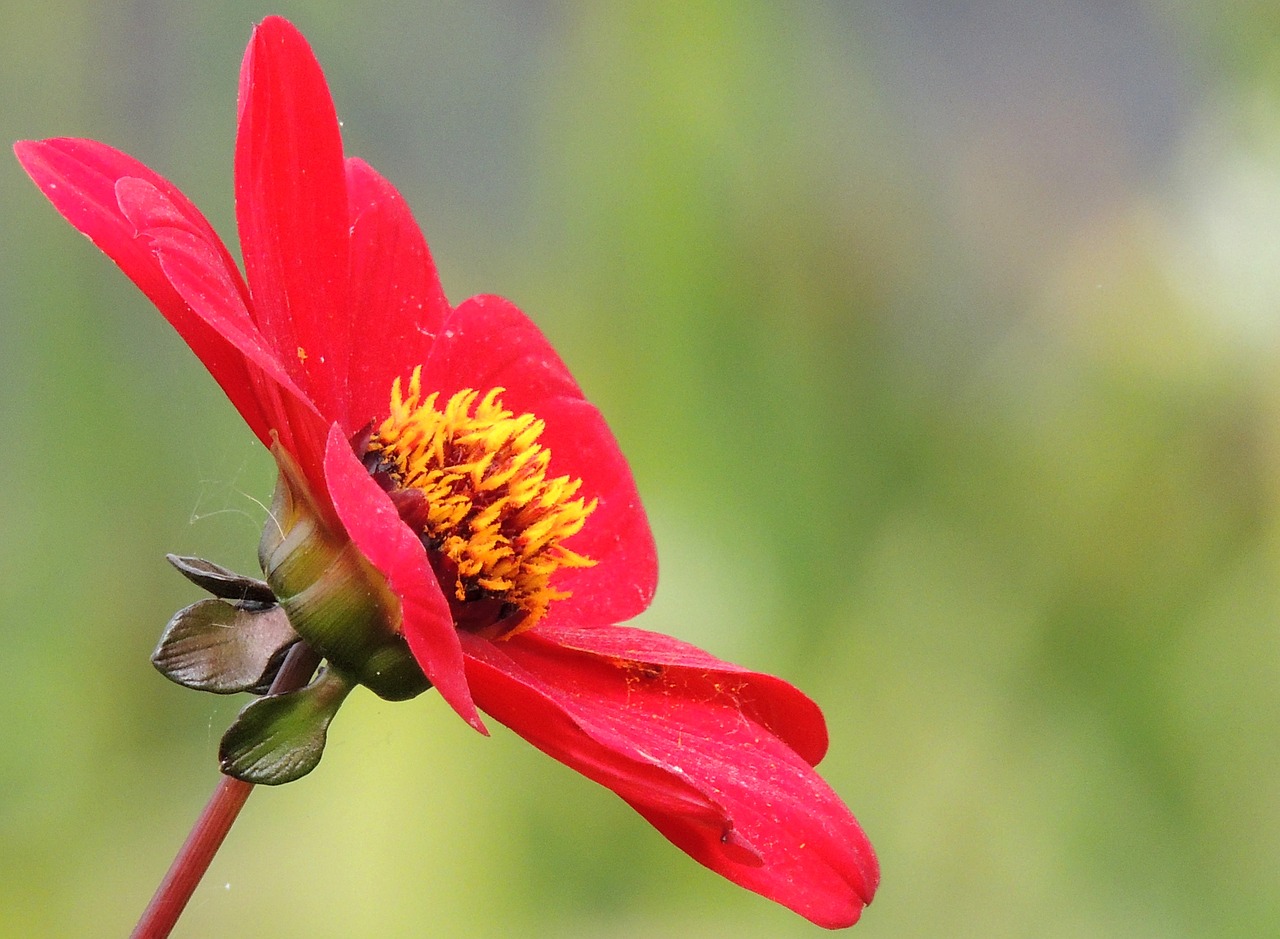 flower red detail free photo