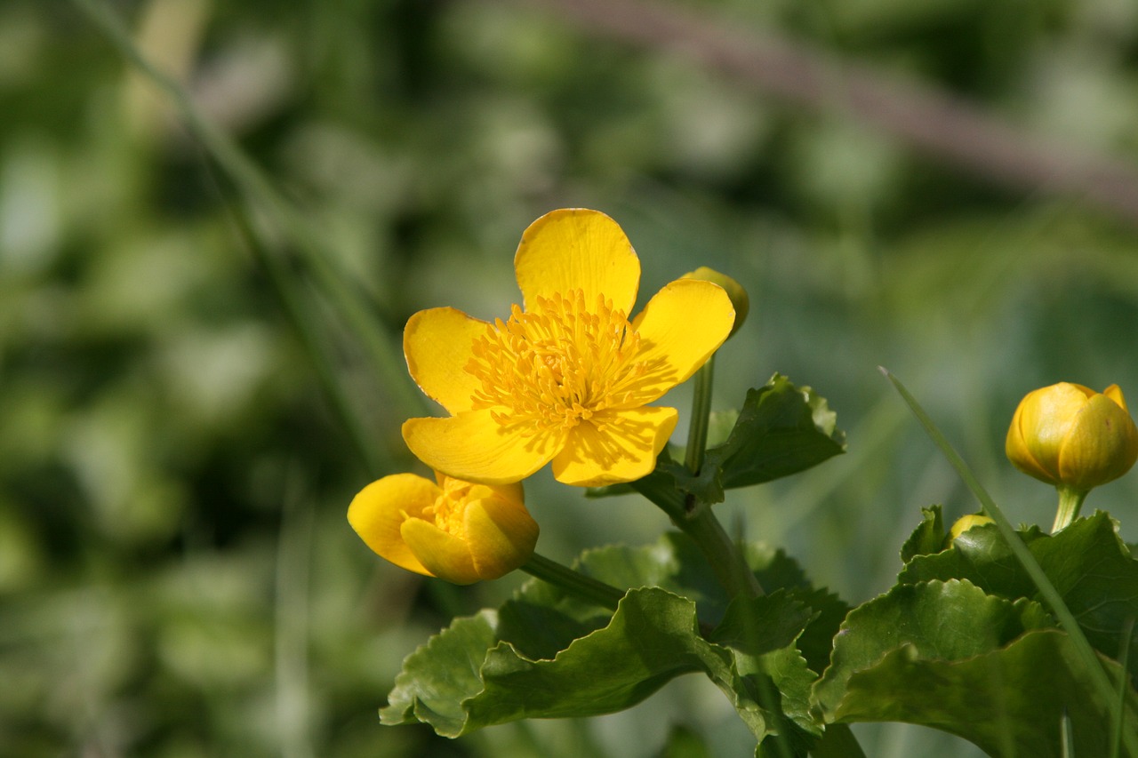 flower yellow buttercup free photo