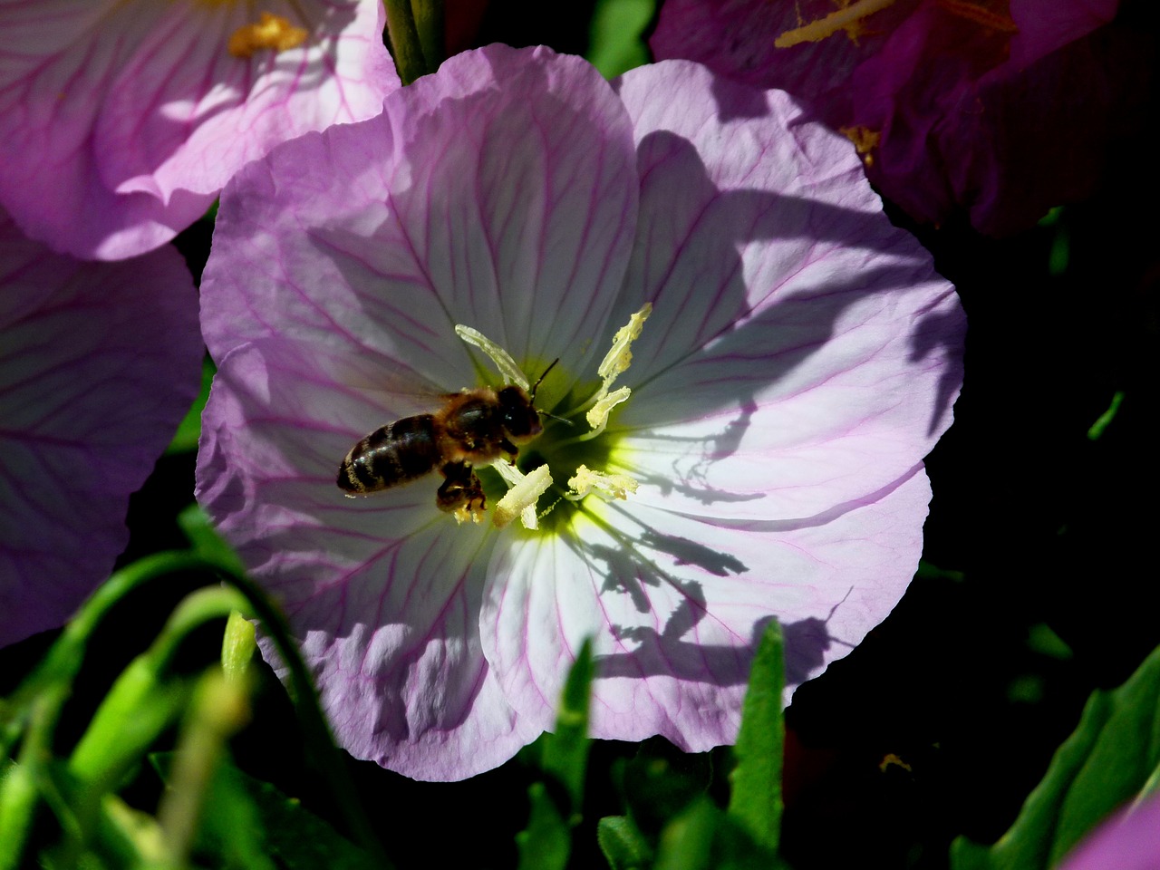 flower insect purple free photo