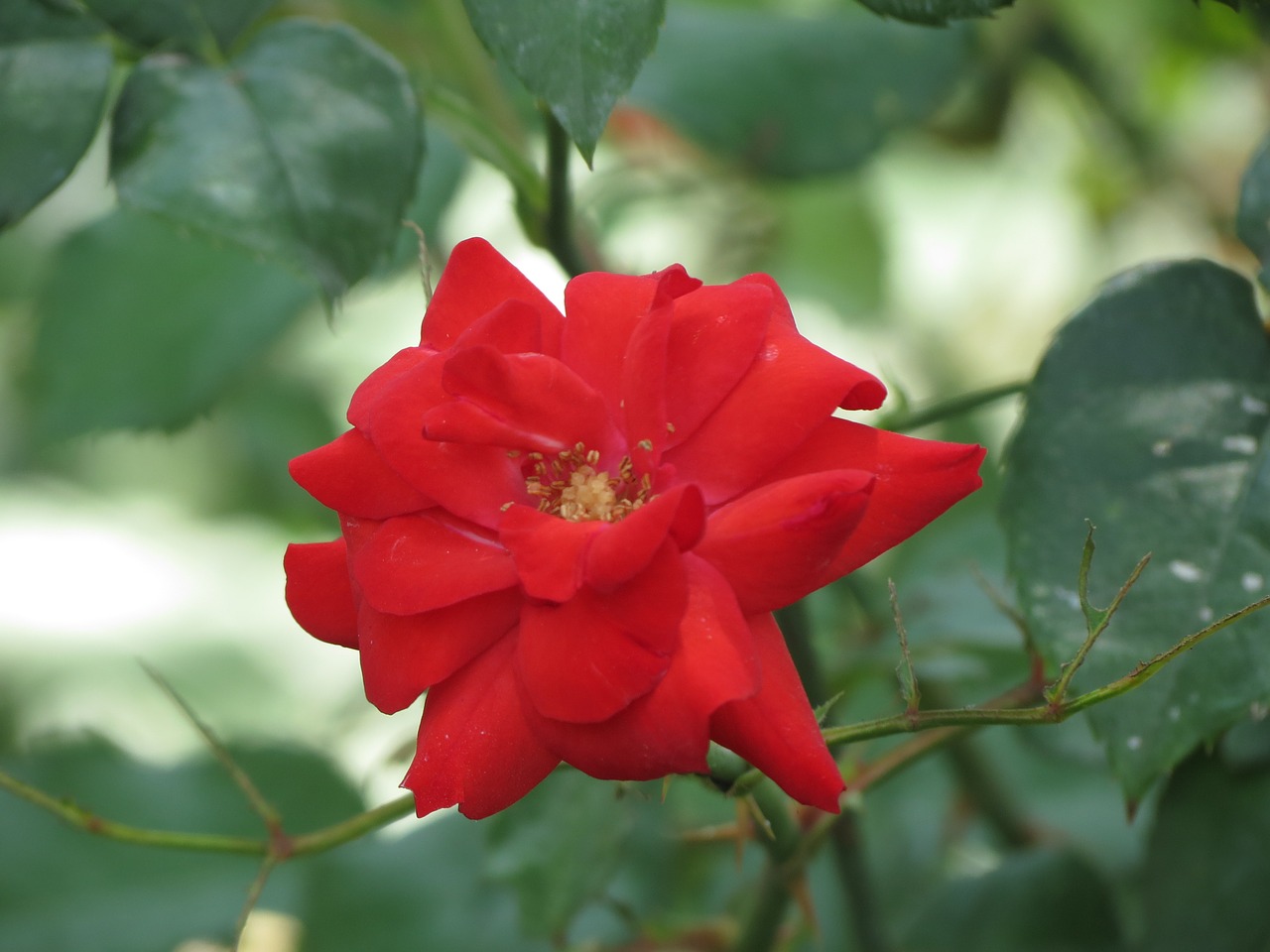 flower red nature free photo