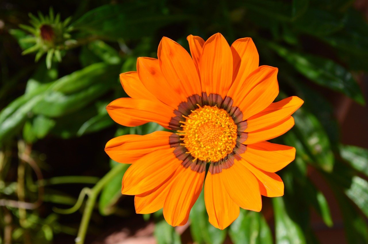 flower orange blossom orange free photo