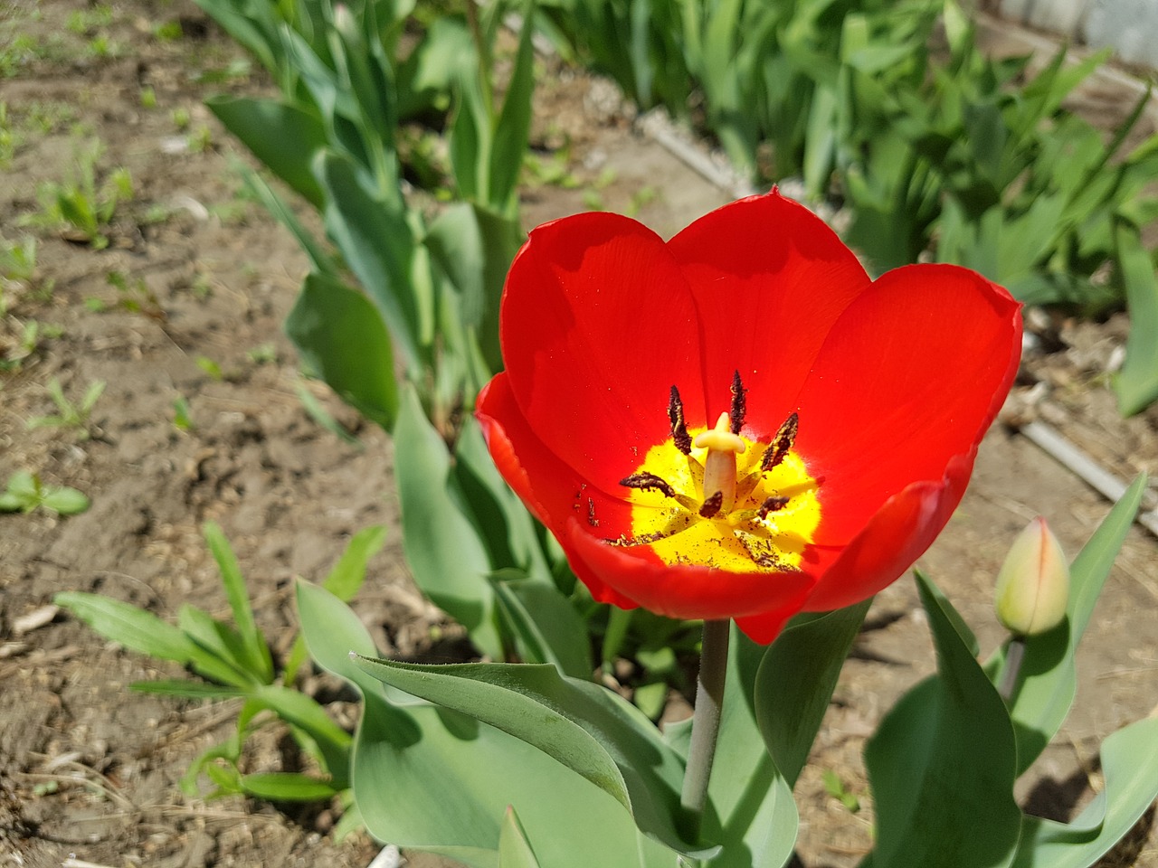 flower tulip spring free photo