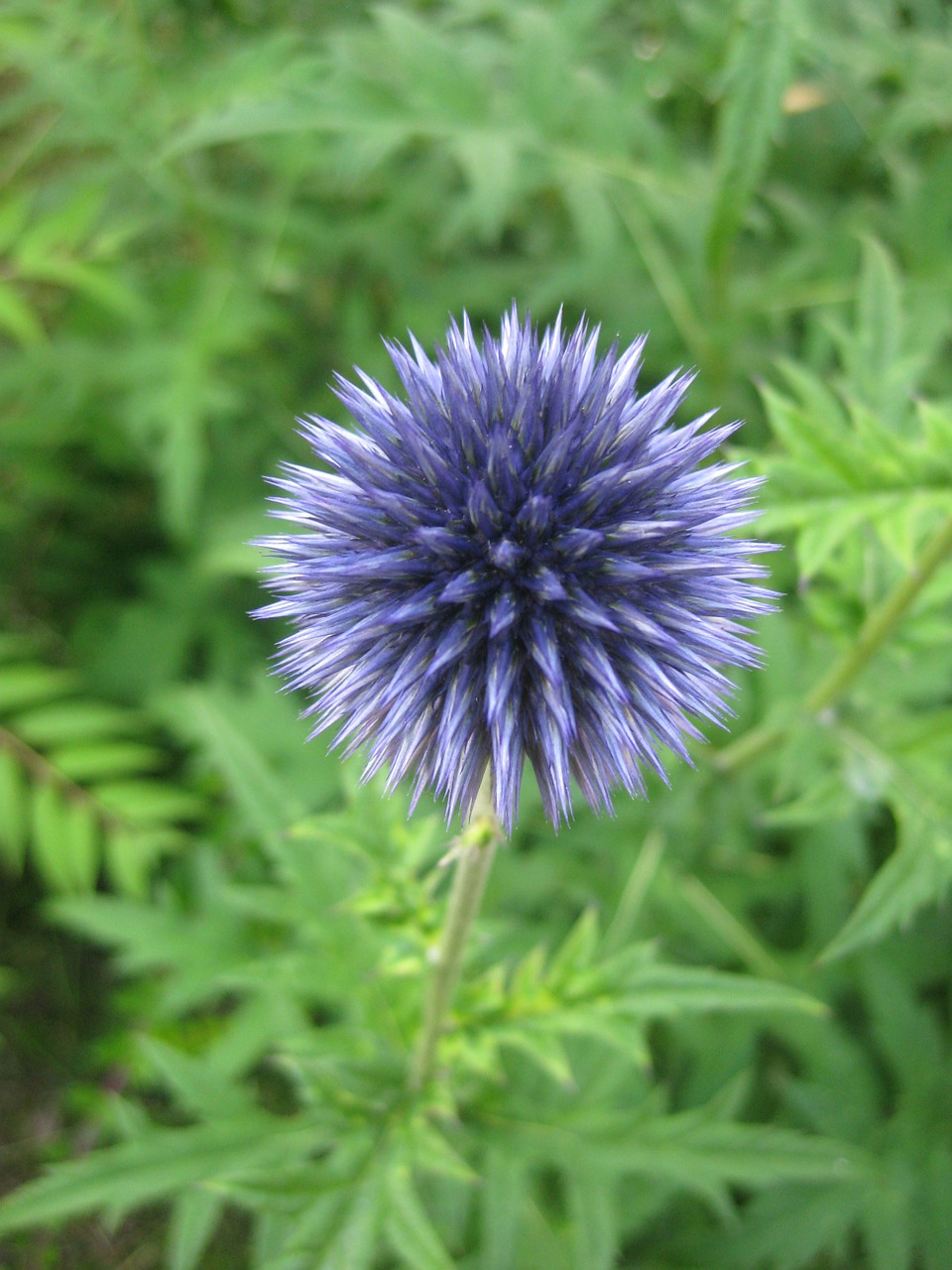 flower blossom bloom free photo