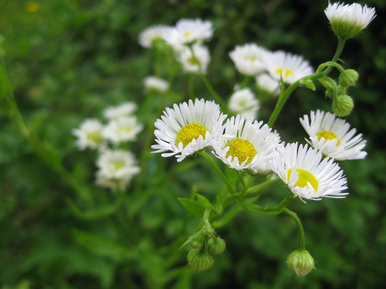 blossom bloom white free photo