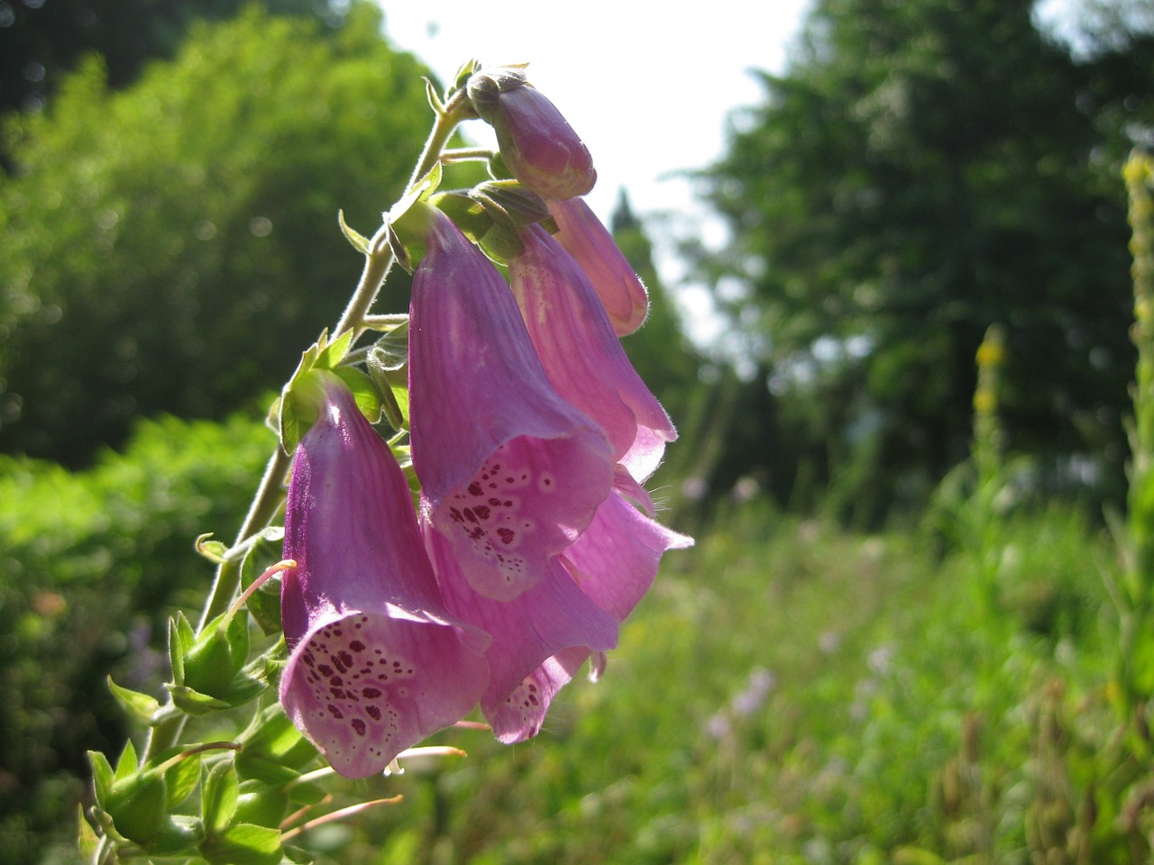 flower blossom bloom free photo