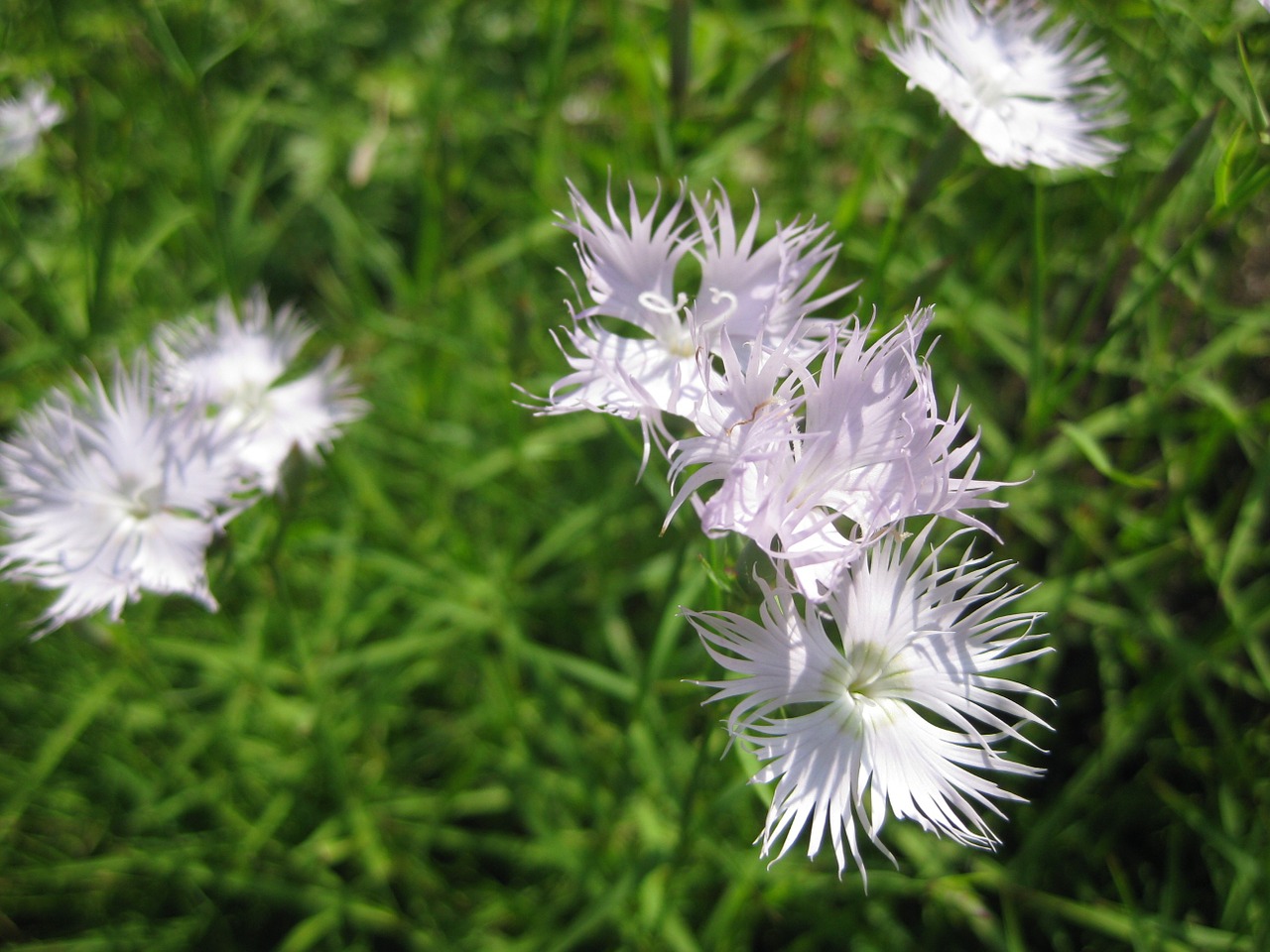 flower blossom bloom free photo