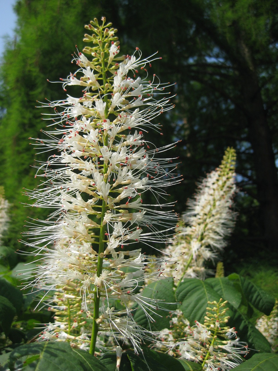 blossom bloom plant free photo