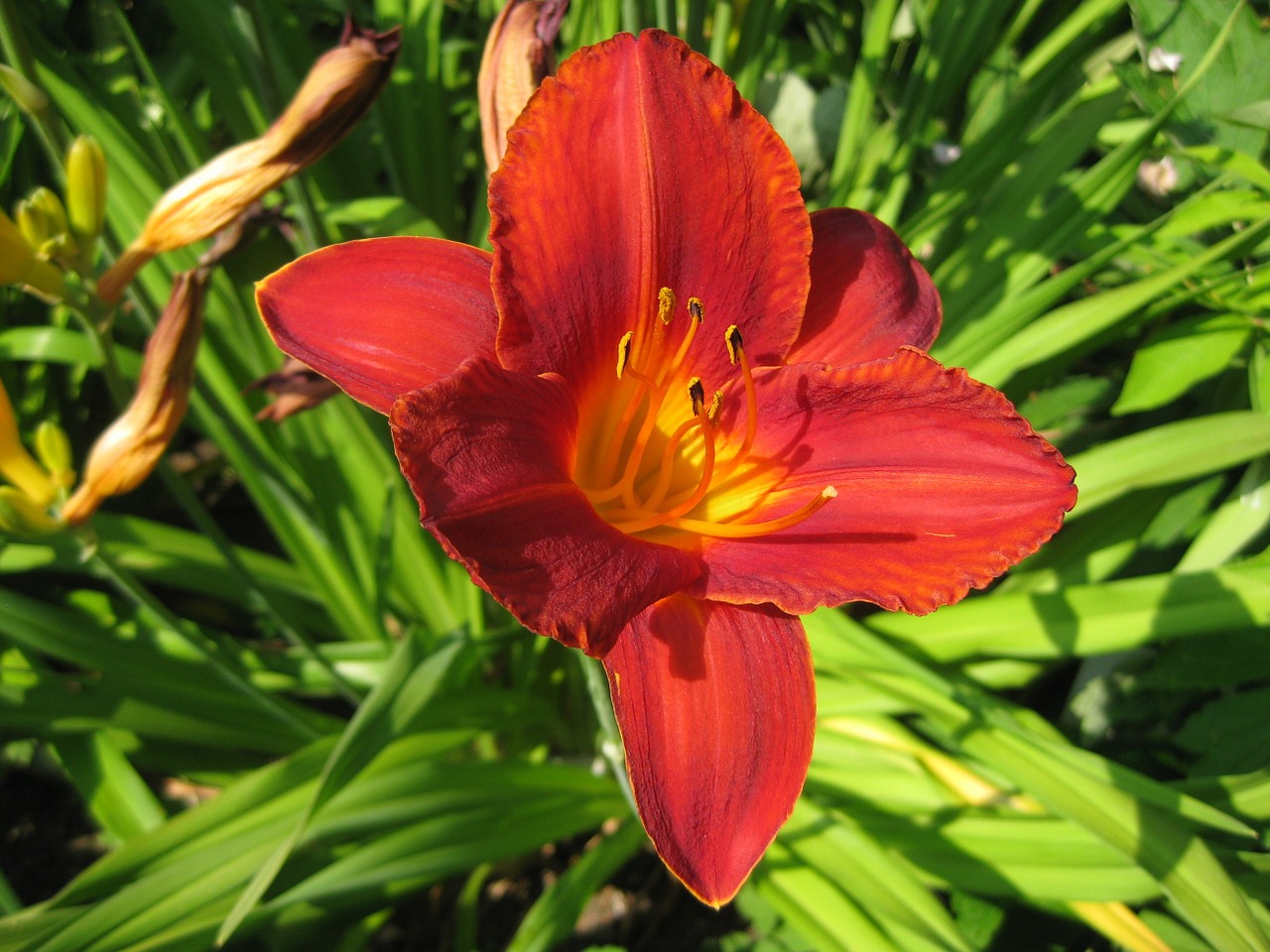 blossom bloom red free photo