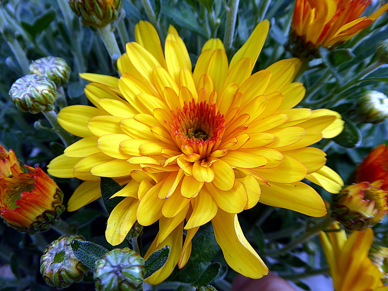 flower chrysanthemum toussaint free photo