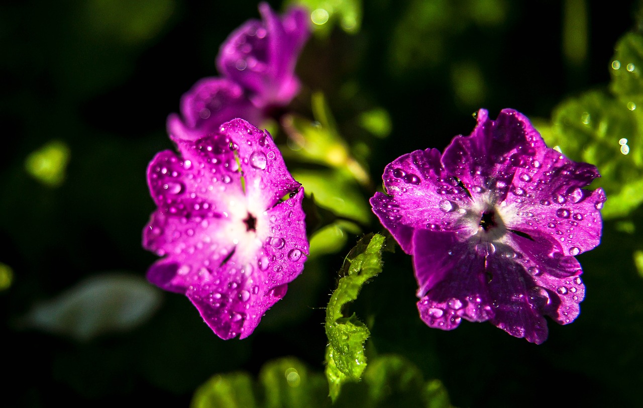 flower droplets dewdrops free photo