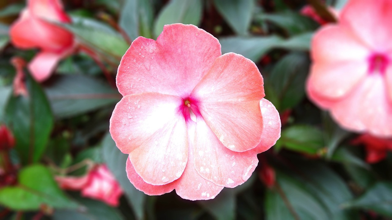 flower pink pink flowers free photo