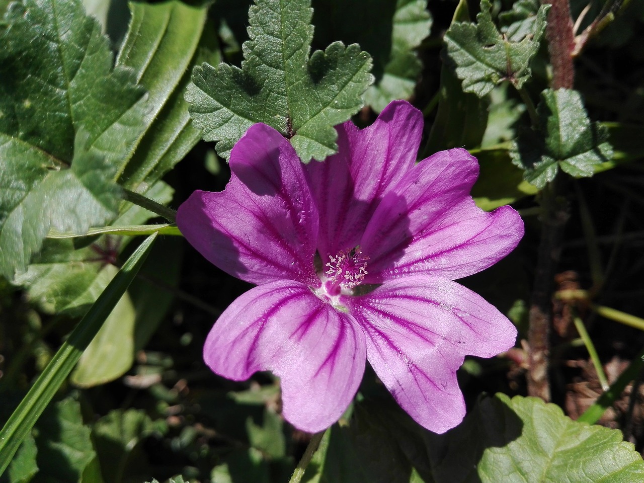 flower violet fuchsia free photo