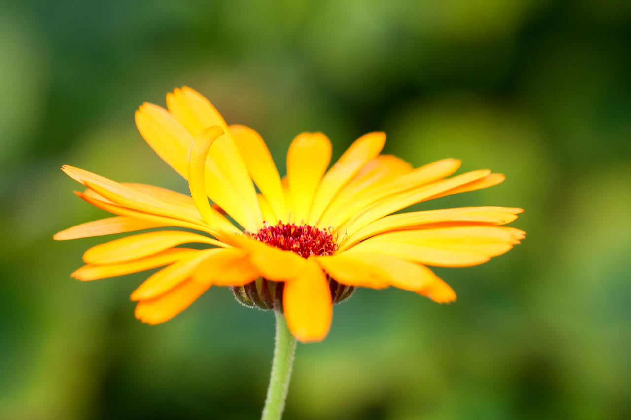 flower yellow blossom free photo