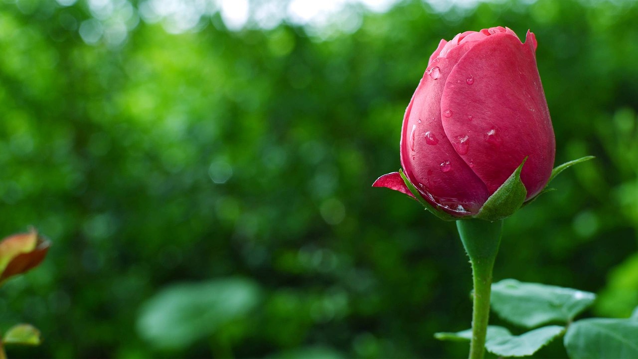 flower bud rose free photo