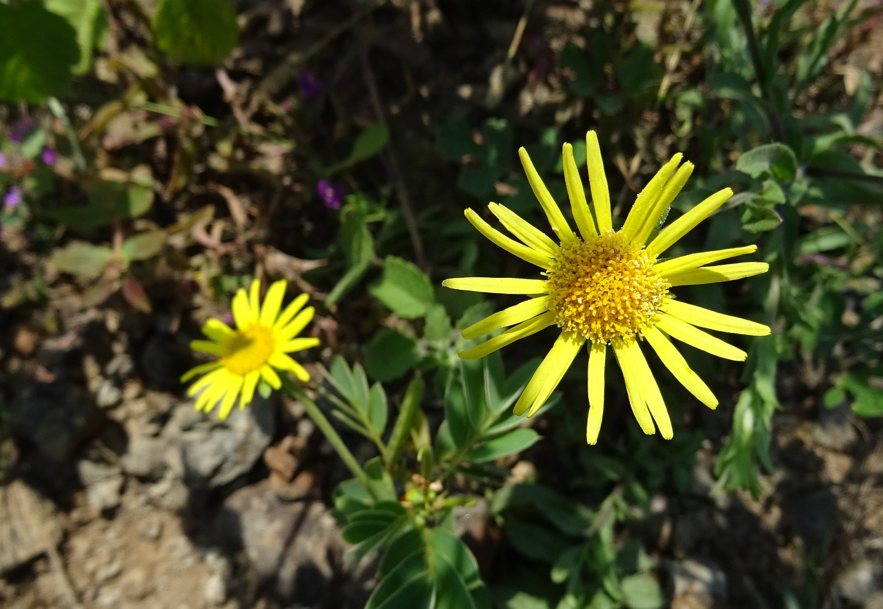 flower yellow sontikli free photo