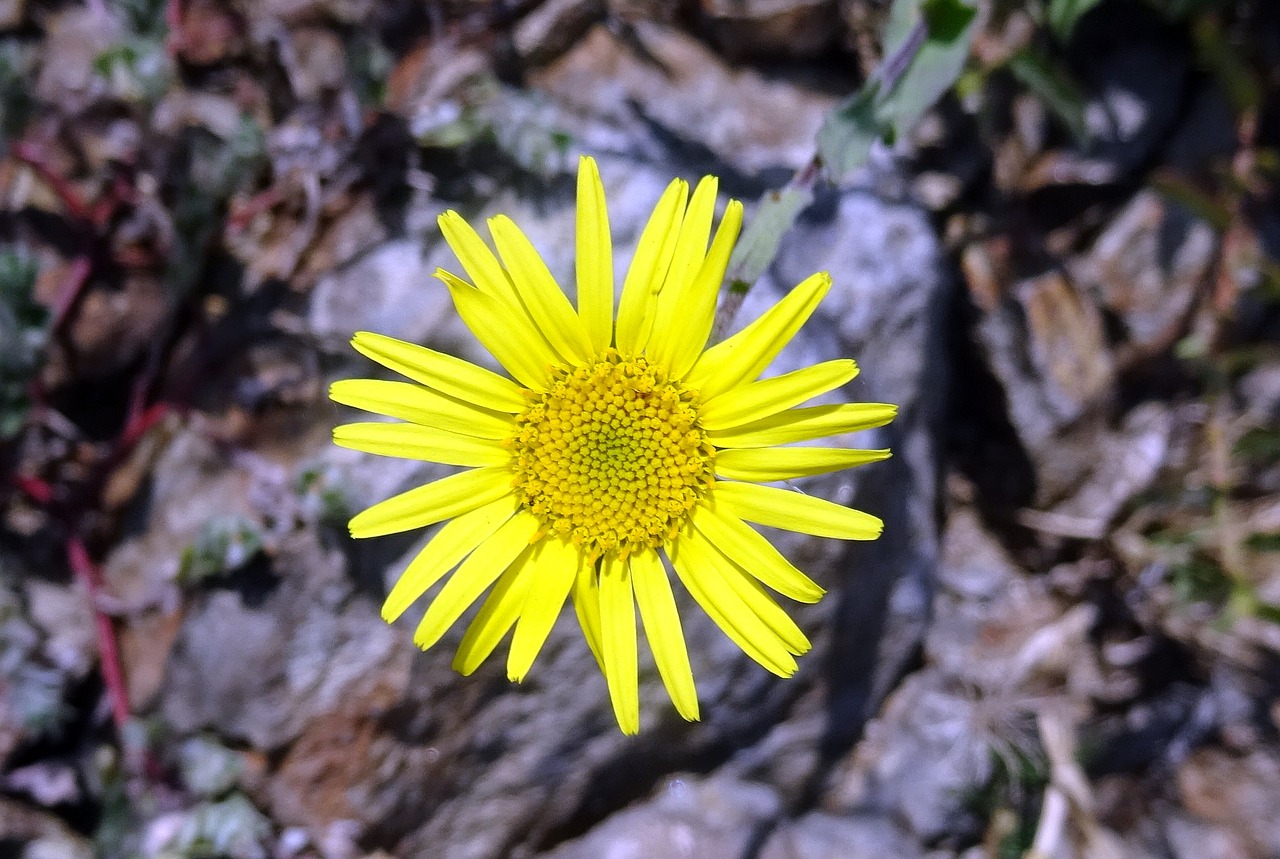 flower yellow sontikli free photo