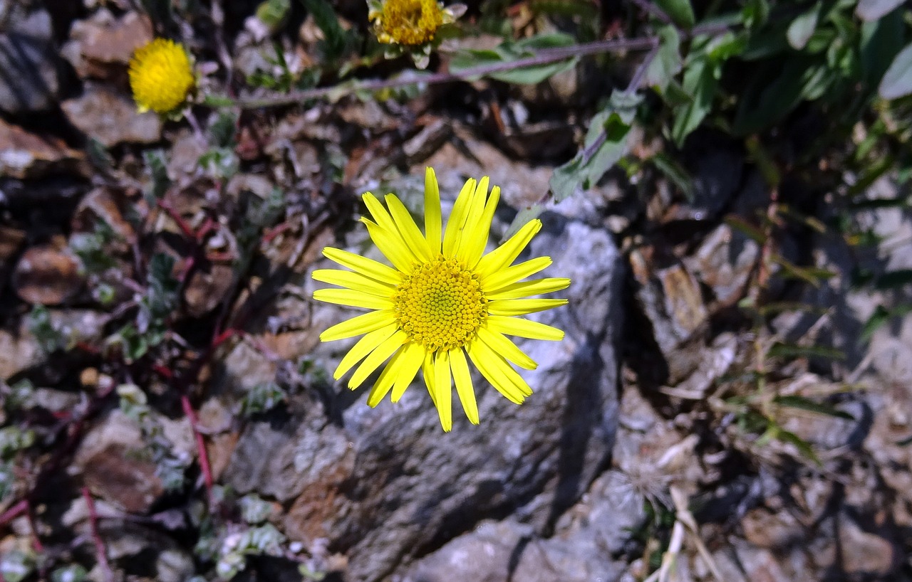 flower yellow sontikli free photo