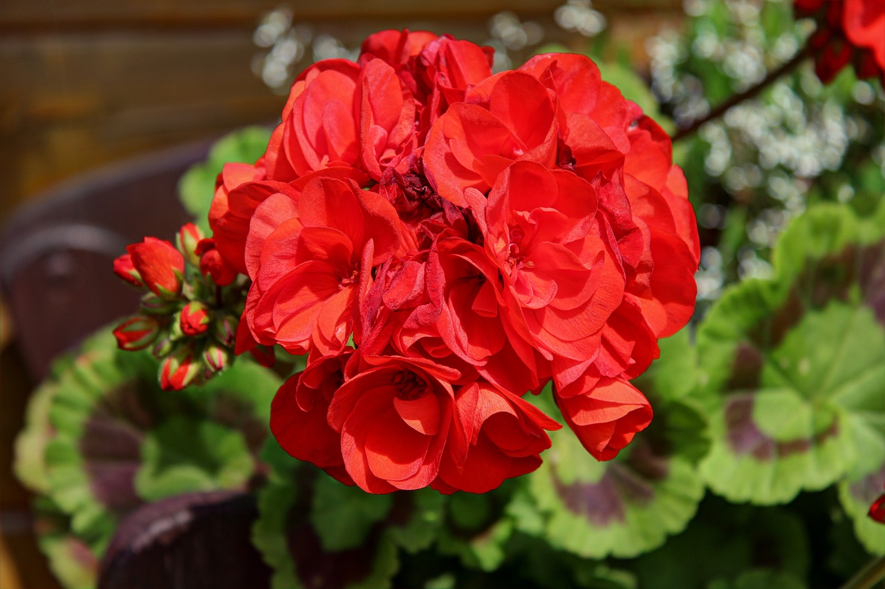 flower red garden free photo