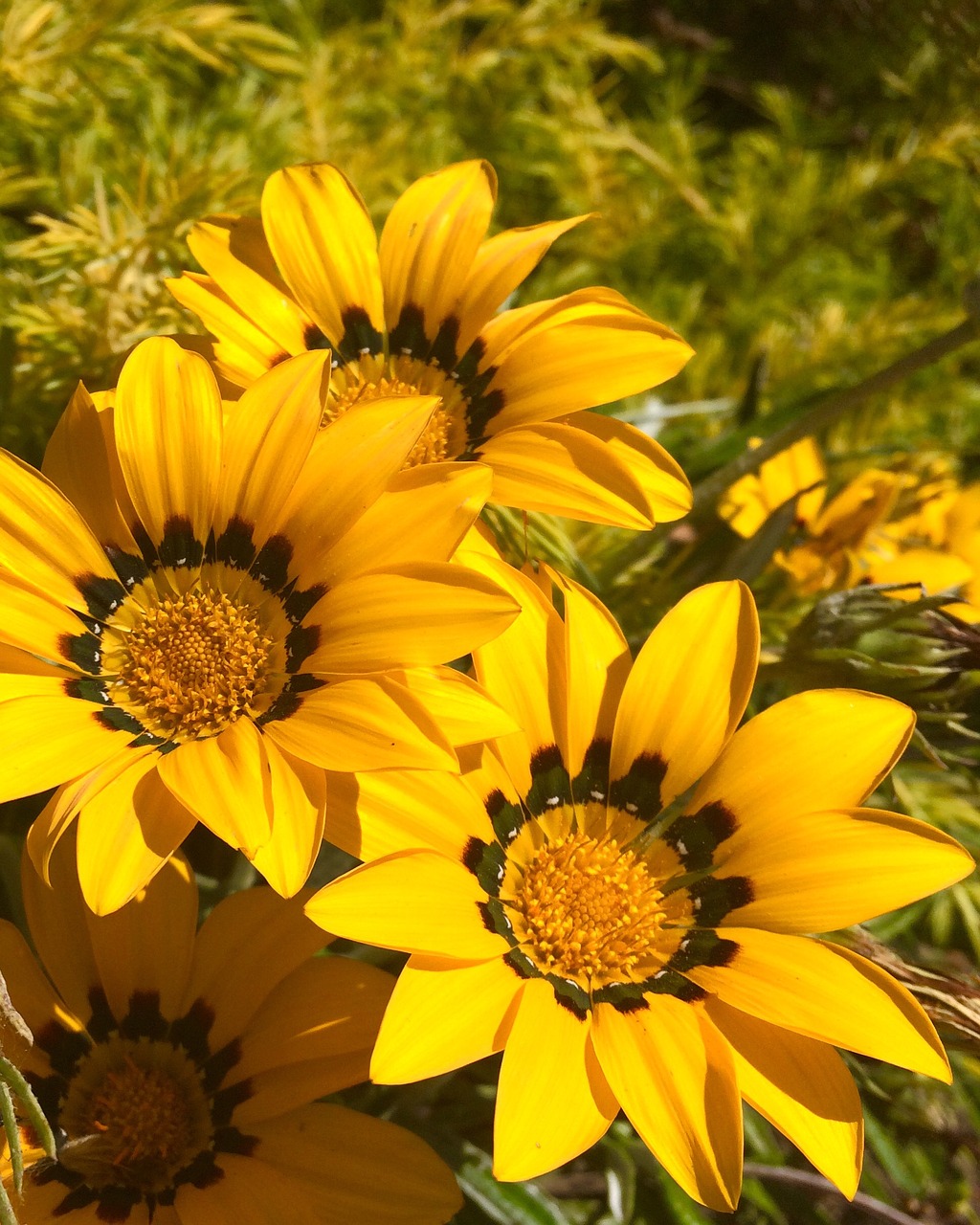 flower yellow flowers orange free photo