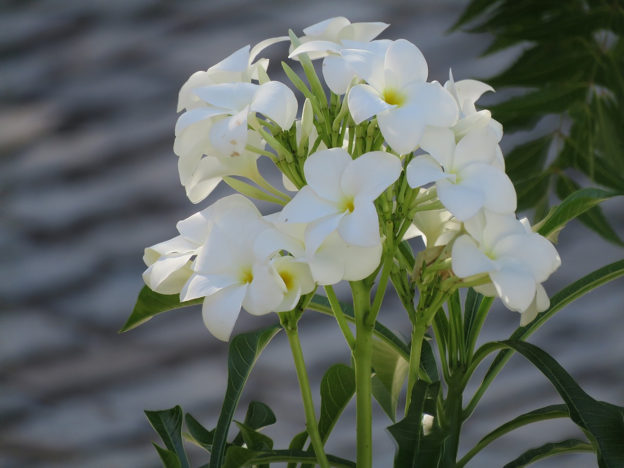 plumeria flowers white girls free photo