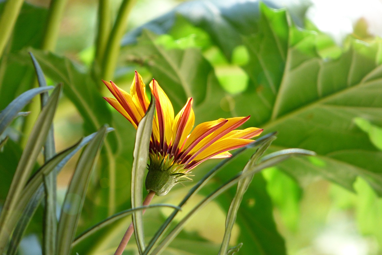 flower ray of sunshine light free photo