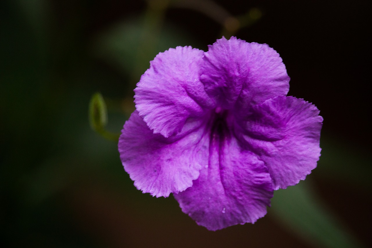 flower violet purple free photo